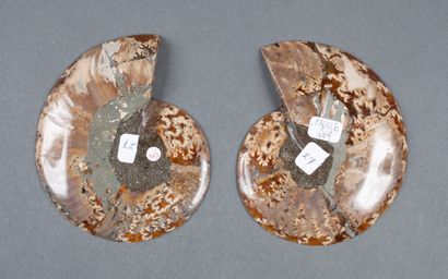 Whole calcified ammonite, cut in 2 in the...