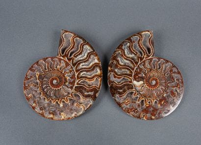 Whole calcified ammonite, cut in 2 in the...