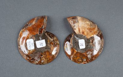 Whole calcified ammonite, cut in 2 in the...