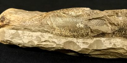 
Poisson fossile sur nodule, face ventrale....