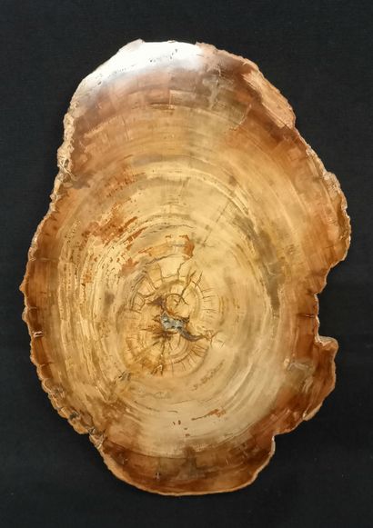 
Slice of petrified wood in perfect condition....