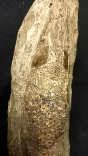 
Poisson fossile sur nodule, face ventrale....