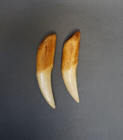 
Deux dents de phacochères finement polies....