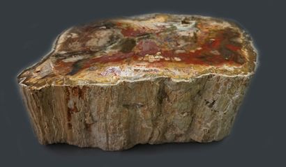 Araucaria fossilized wood block

33x18x12cm,...