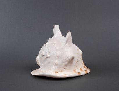 Coquillage Cassis Cornuta de grande taille....
