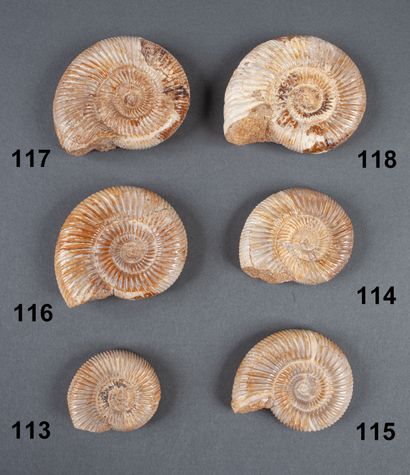 Small beige ammonite in natural calcified...