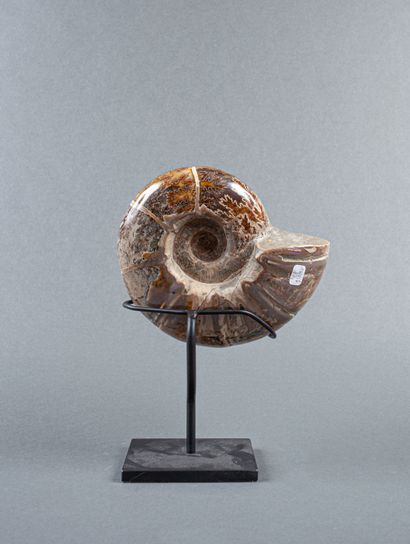 Whole calcified ammonite, uncut and slightly...