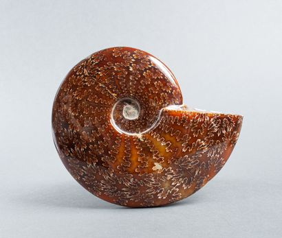 Belle ammonite dendritique entière calcifiée...