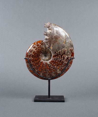 Belle ammonite dendritique calcifiée non...