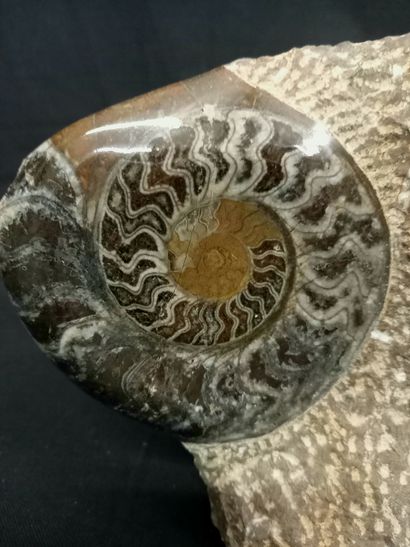 
Block with 3 polished ammonites and a pearly...