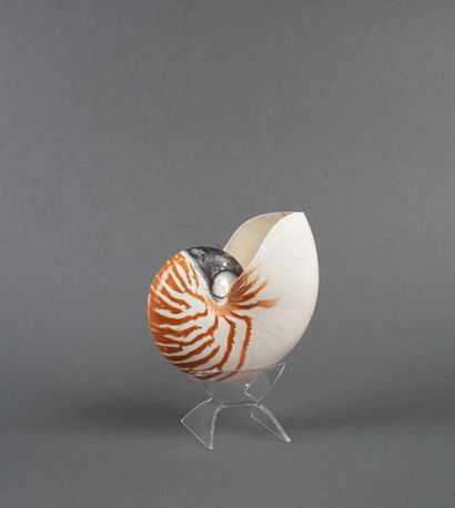 Nautile sur socle en plexi, importé avant...