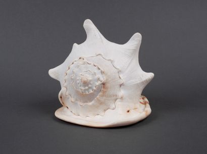 Coquillage Cassis Cornuta de grande taille....