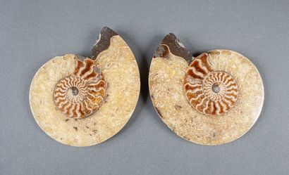 Whole calcified ammonite, cut in 2 in the...