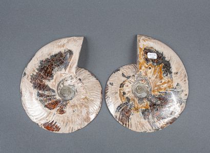Whole calcified ammonite, cut in 2 in the...