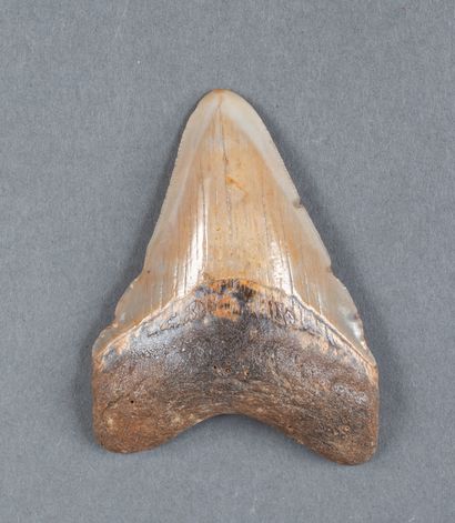 Dent de Mégalodon Carcharodon de couleur...