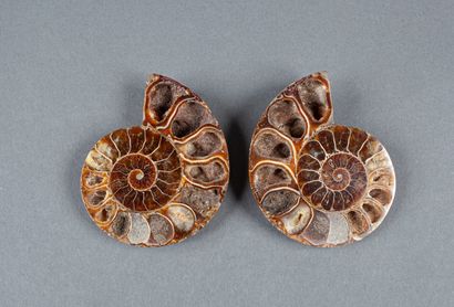 Whole calcified ammonite, cut in 2 in the...