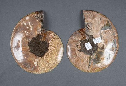 Whole calcified ammonite, cut in 2 in the...