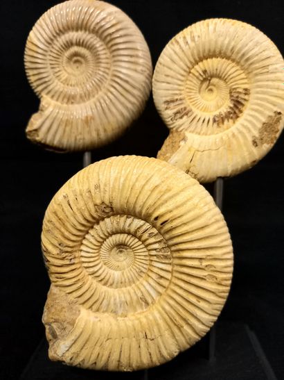 
Présentation originale pour ces 3 ammonites...