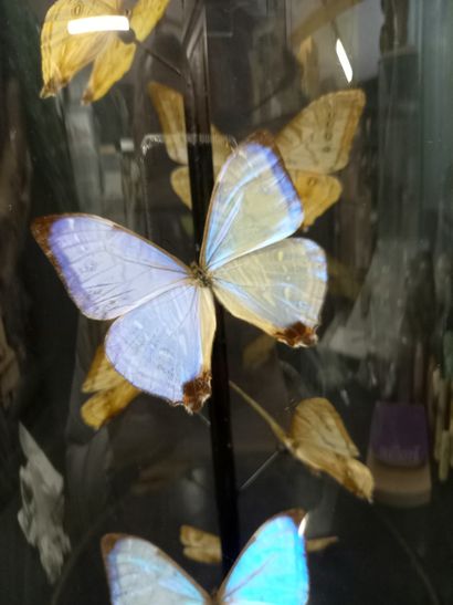 
Globe Napoléon III avec morpho Sulkowskyi...