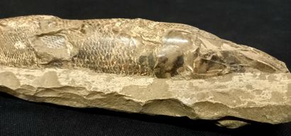 
Poisson fossile sur nodule, face ventrale....