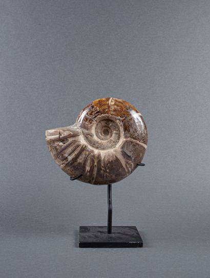 Whole calcified ammonite, uncut and slightly...