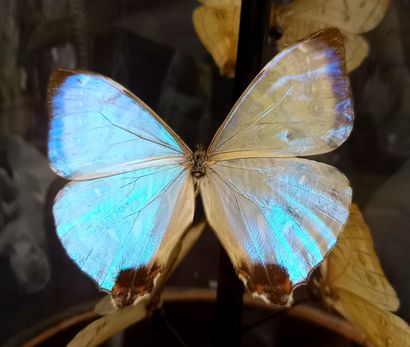 
Globe Napoléon III avec morpho Sulkowskyi...