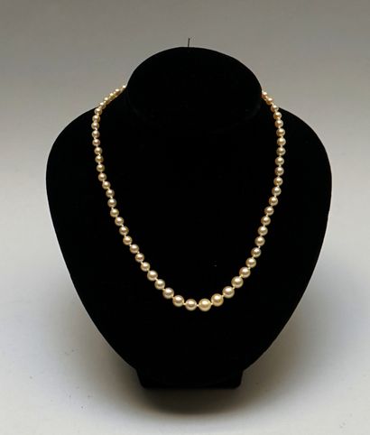 NECKLACE of cultured pearls in fall (3 to...