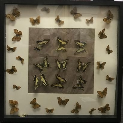 Tableau de papillons naturalisés. Un papillon...