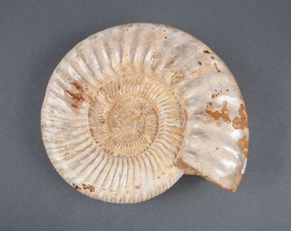 Importante ammonite entière calcifiée non...