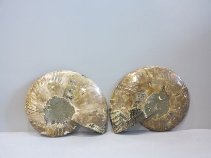 Paire d'Ammonites tranchées, cleoniceras

Madagascar,...