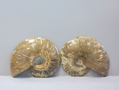 Paire d'Ammonites tranchées, cleoniceras

Madagascar,...