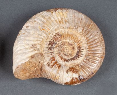 Petite ammonite beige au naturel calcifiée....