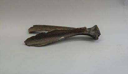 Equus caballus ogre from the Pleistocene...