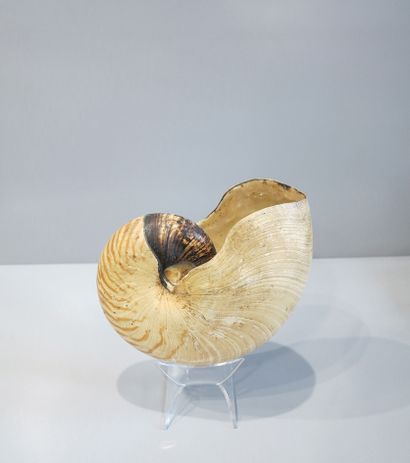 Zebra snail, forward-curled, spiral-shaped...