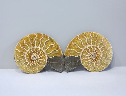 Paire d'Ammonites tranchées, cleoniceras

Madagascar,...