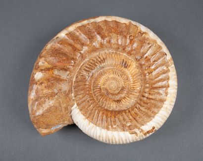 Importante ammonite entière calcifiée non...
