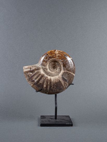 Ammonite entière calcifiée non coupée et...