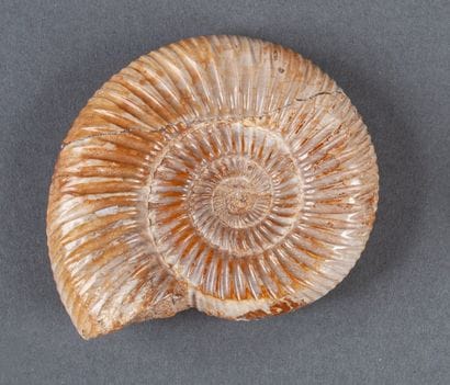 Petite ammonite beige au naturel calcifiée....