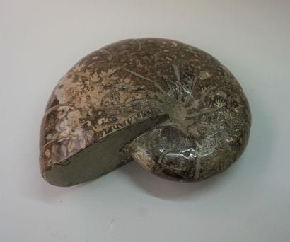 Importante ammonite fossilisée entière, soclée....