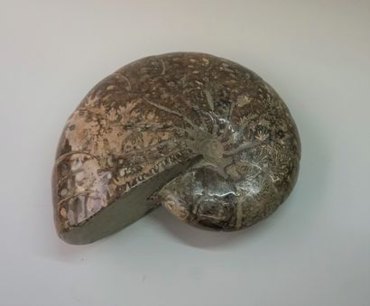 Importante ammonite fossilisée entière, soclée....