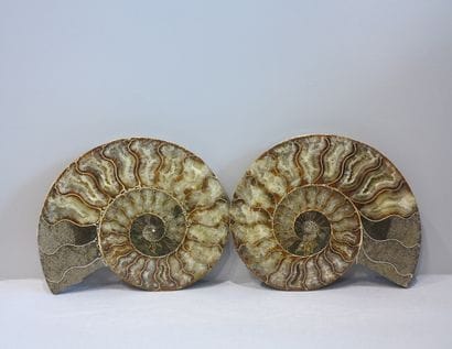 Paire d'Ammonites tranchées, cleoniceras

Madagascar,...