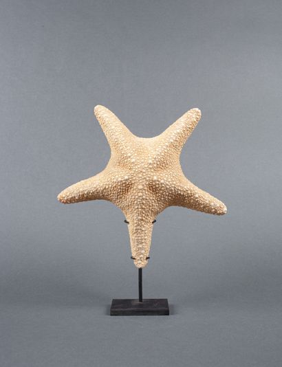 Starfish, plastered

23cm