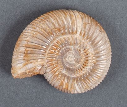 Petite ammonite beige au naturel calcifiée

7x6cm,...