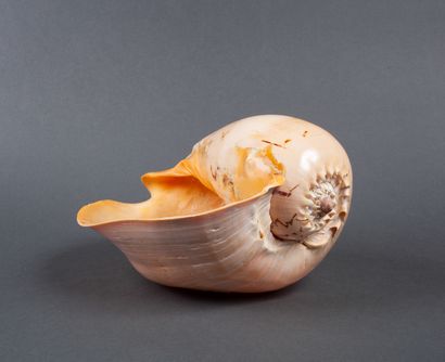 Big Cymbium shell. Small break repaired and...