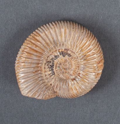 Petite ammonite beige au naturel calcifiée

5.5x4.5cm,...