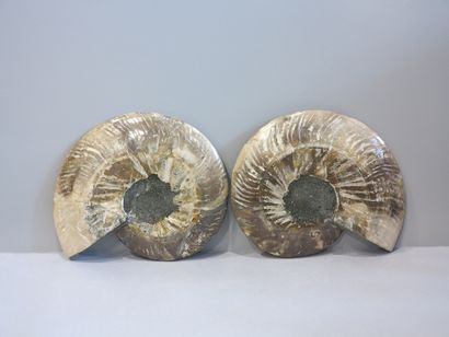 Paire d'Ammonites tranchées, cleoniceras

Madagascar,...