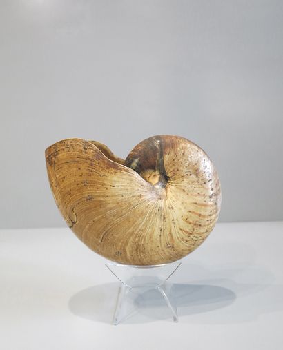 Zebra snail, forward-curled, spiral-shaped...