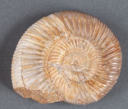 Petite ammonite bicolore calcifiée et polie

8.5x6cm,...