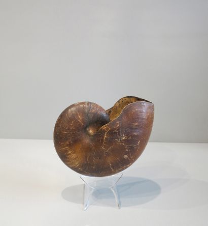 Zebra snail, forward-curled, spiral-shaped...