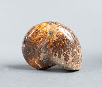Ammonite dendritique entière calcifiée non...